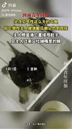 “彻底解释不清！”吉林，一女子在喂乌龟时险被咬，反手弹了它个脑瓜崩，不料，这乌龟