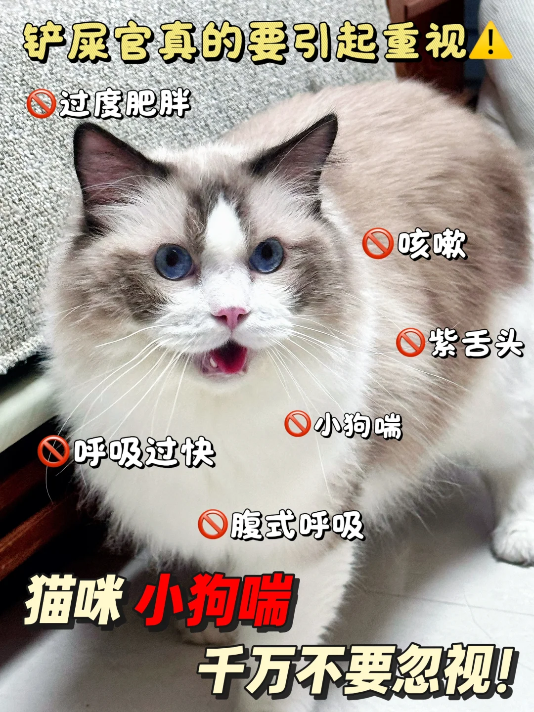 🐾猫咪小狗喘？千万别大意！这可能是🆘信号