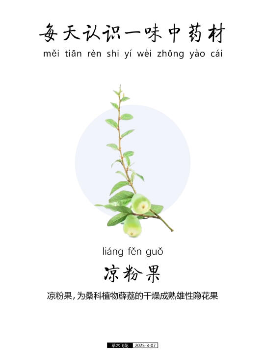 凉粉果，为蓼科植物凉粉果的干燥成熟雄性花