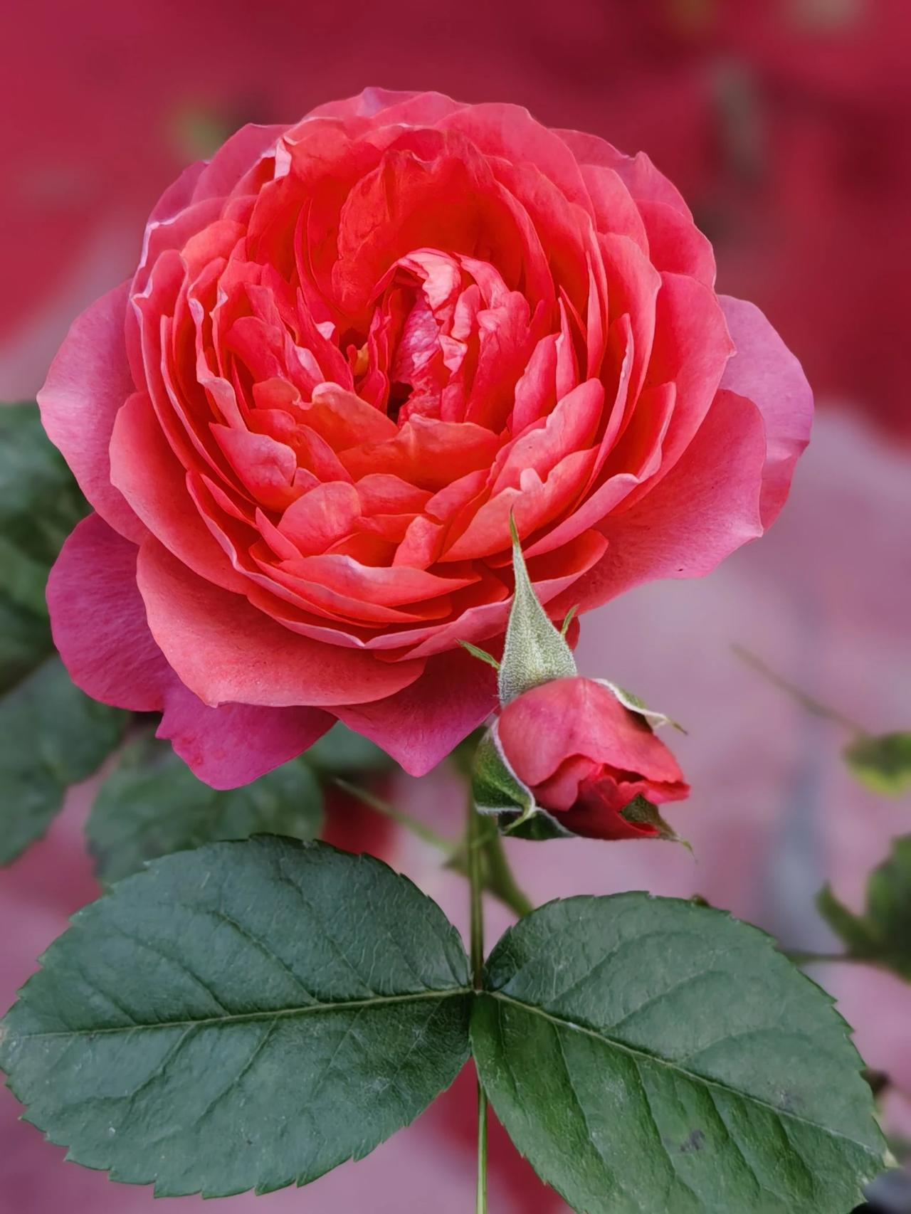 #分享一张花朵照片#