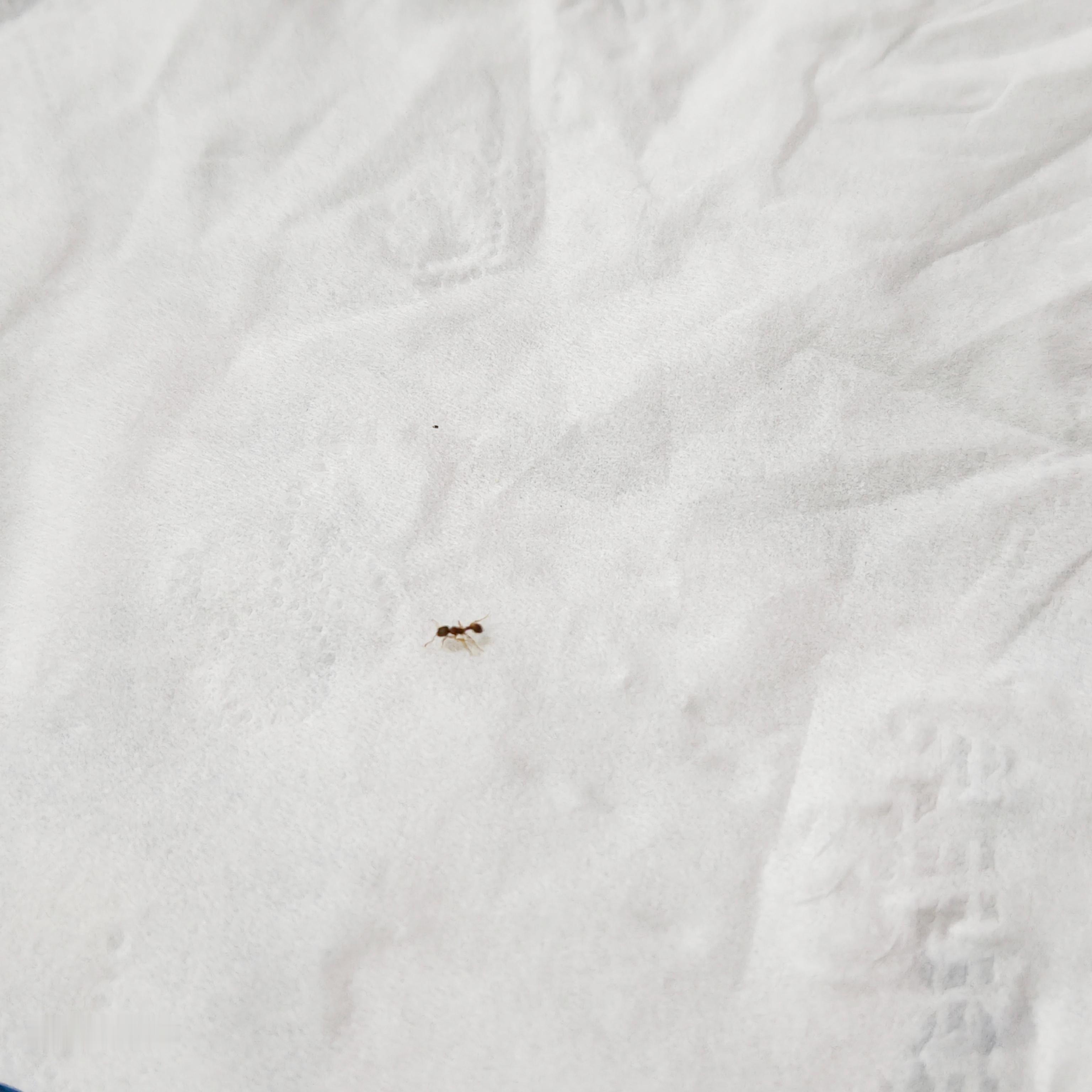 指尖突然爬上来一只蚂蚁🐜，吓我一跳，从哪儿爬上来的[裂开] ​​​