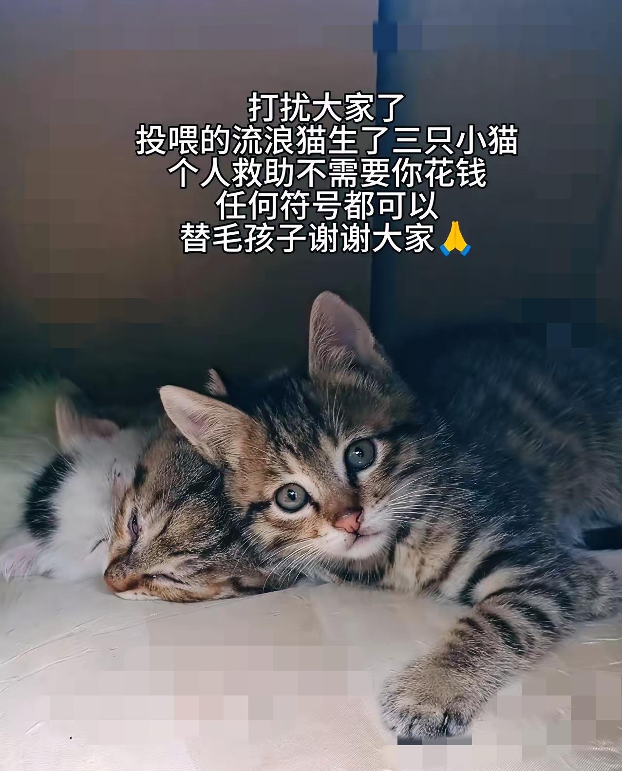 城市烟火缭绕，可总有一些小身影，在街巷里独自徘徊讨生活。
        很多人