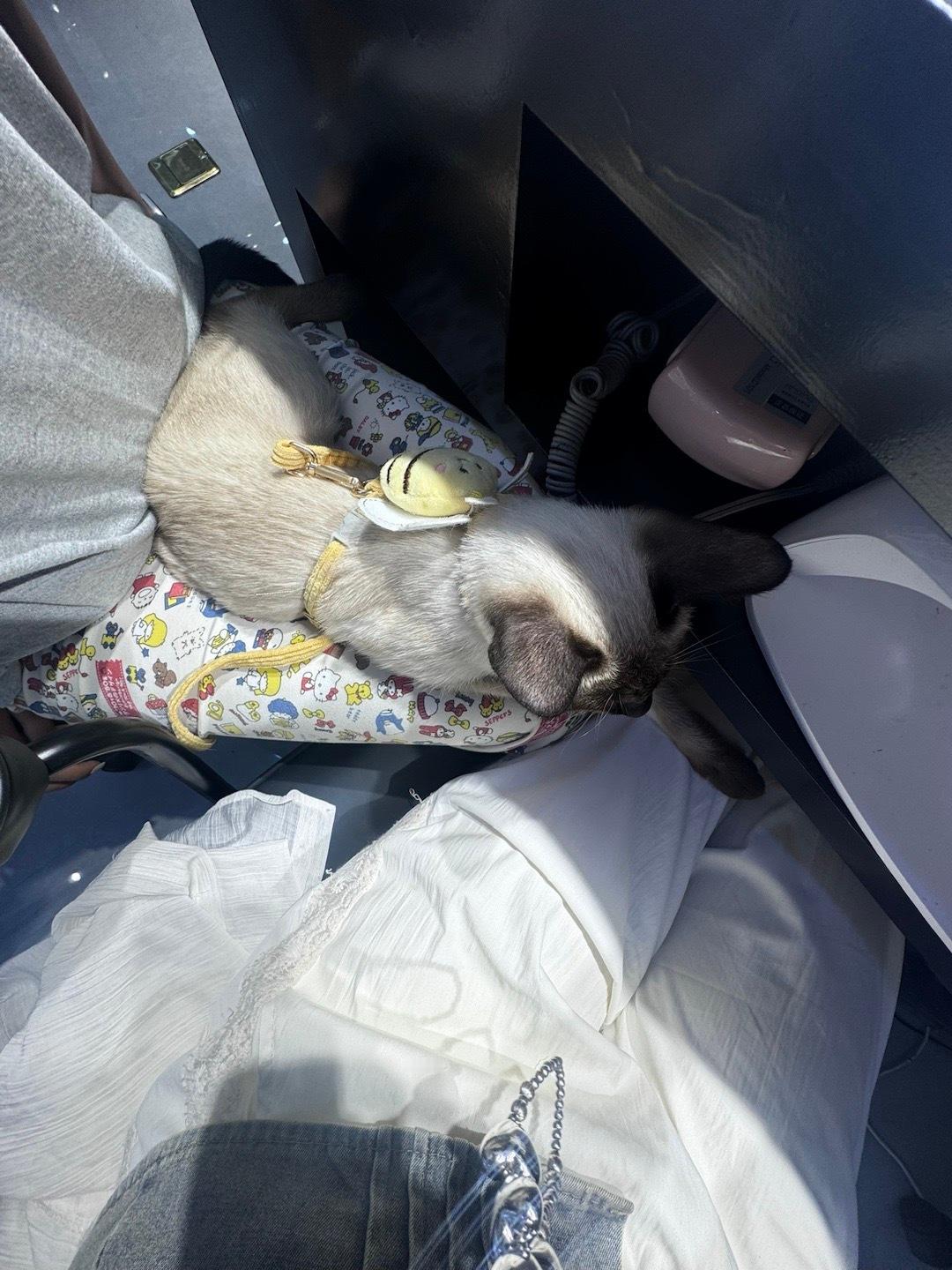 陪我做了一下午美甲的派派 贴了华子好贵好闪  ​​​