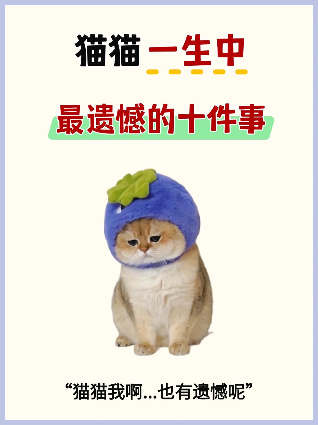 猫咪一生中最遗憾的十件事😭你却还不知道💔