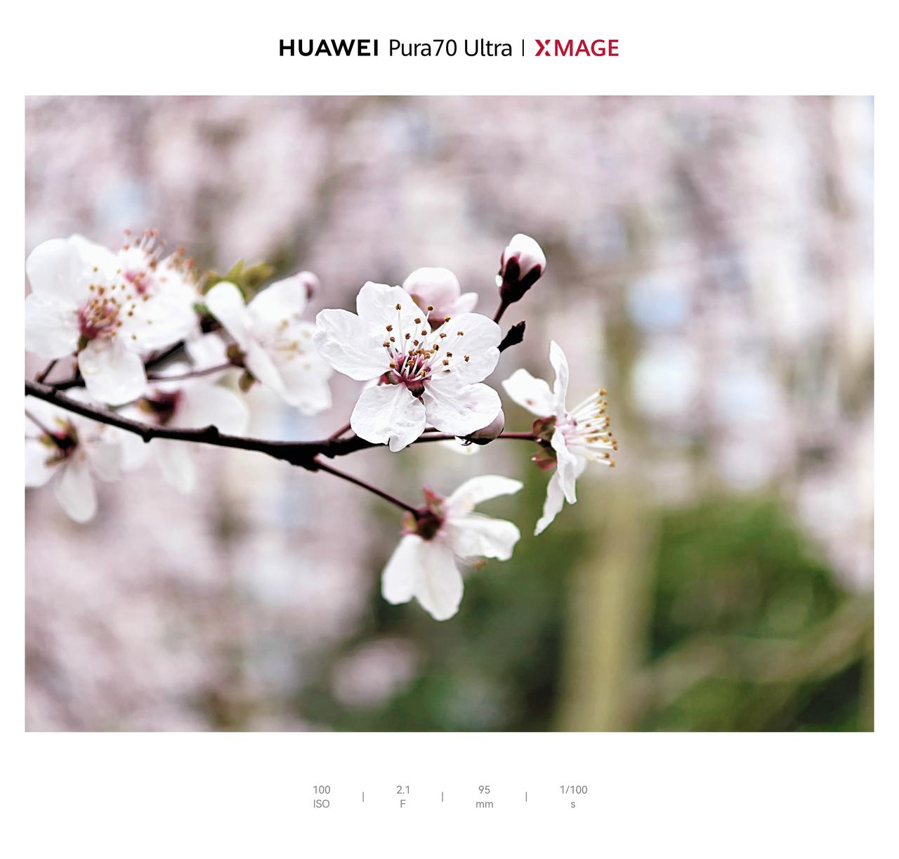 晒图笔记大赛《镜头里的春天：红叶李》红叶李在春风中绽放，洁白如雪的花朵与嫩绿的叶