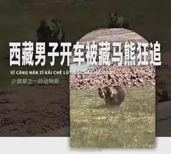遭拍照灯光惊扰母熊扑向俄男子西藏那曲的公路上，一名男子开车偶遇一只藏马熊带着三只