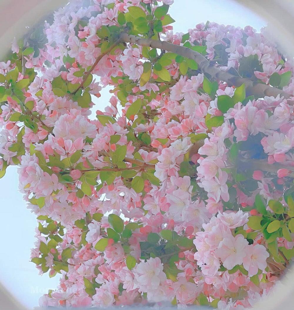 夏天会有尽头，可我爱你没有。——何知河《撞见盛夏》#早安# #推文# ​​​