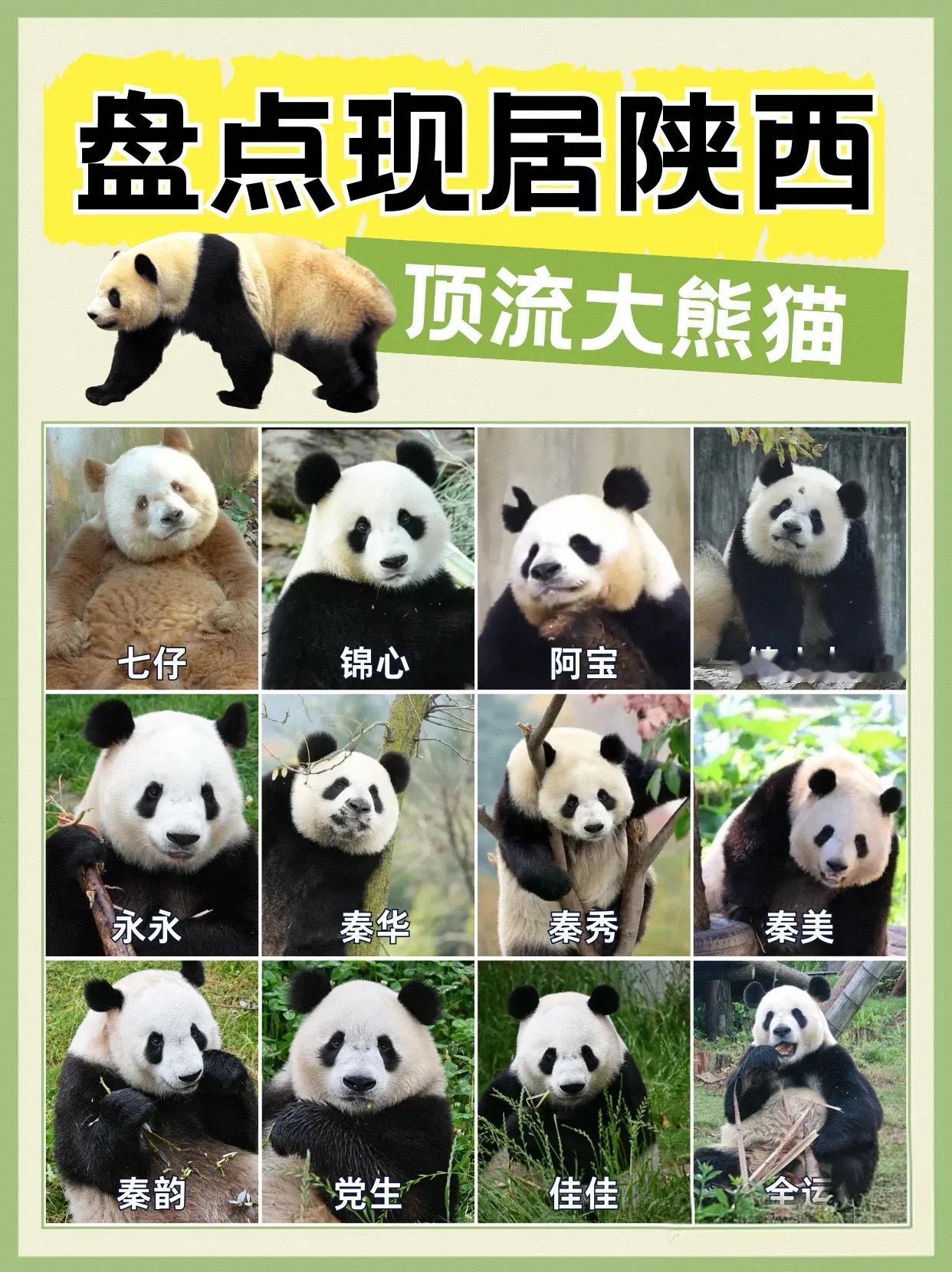现居陕西的大熊猫🐼
前两天介绍了很可爱的秦秀
一只会等柿子红了才去摘的鬼精灵