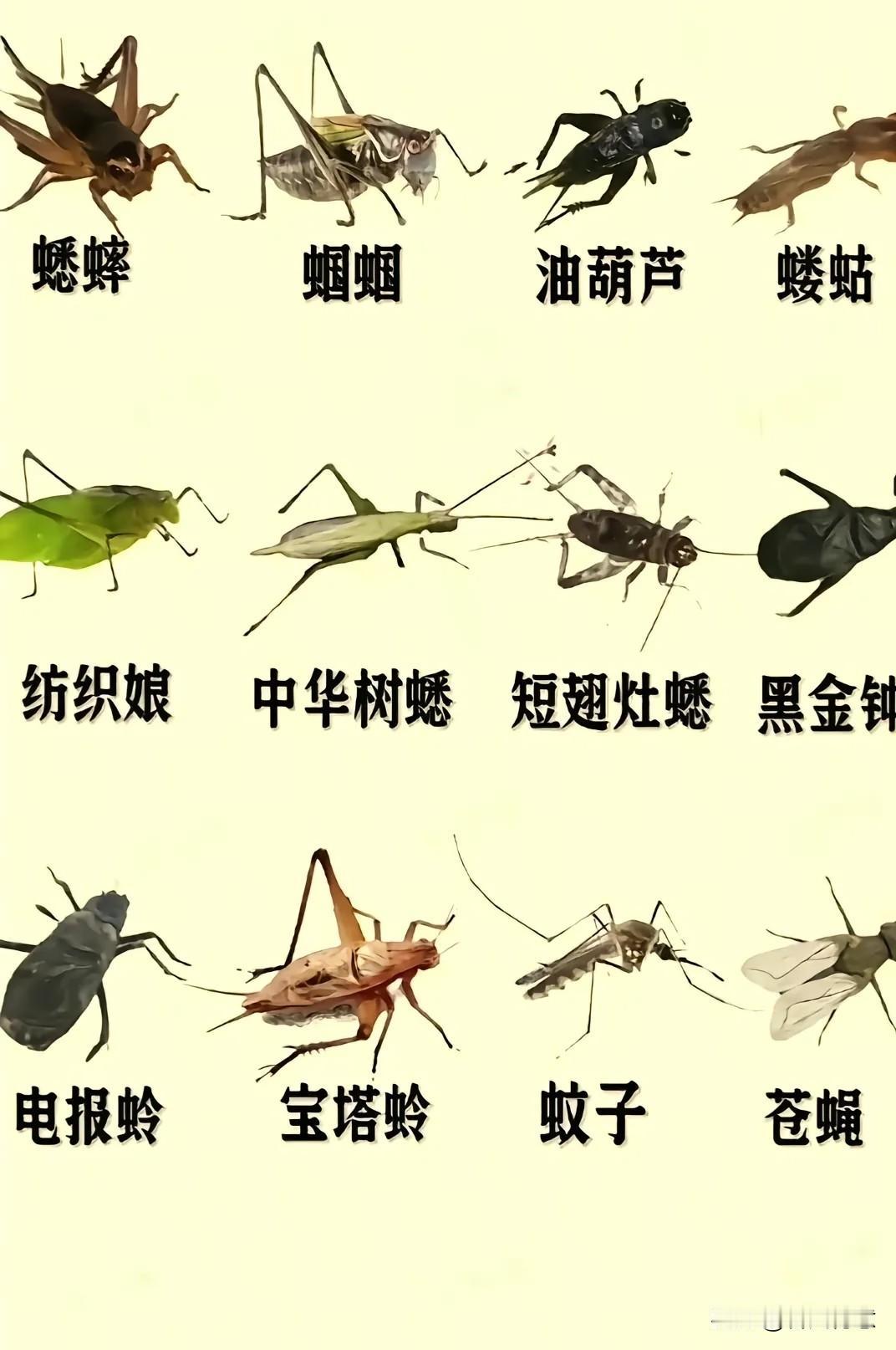 小时候农村经常见到的昆虫，现在越来越少了，图片昆虫你认识几个？评论区留言，谢谢