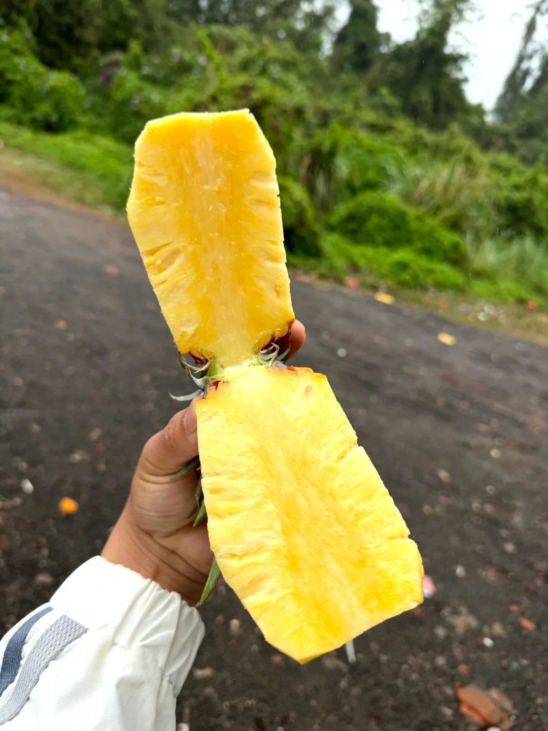 不要拿催熟凤梨跟我们比，不是一个档次！