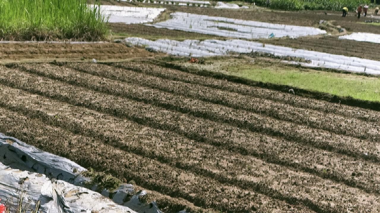 早春，散发着泥土的清香

当料峭的寒风渐渐褪去凛冽，早春，宛如一位身披轻纱、灵动