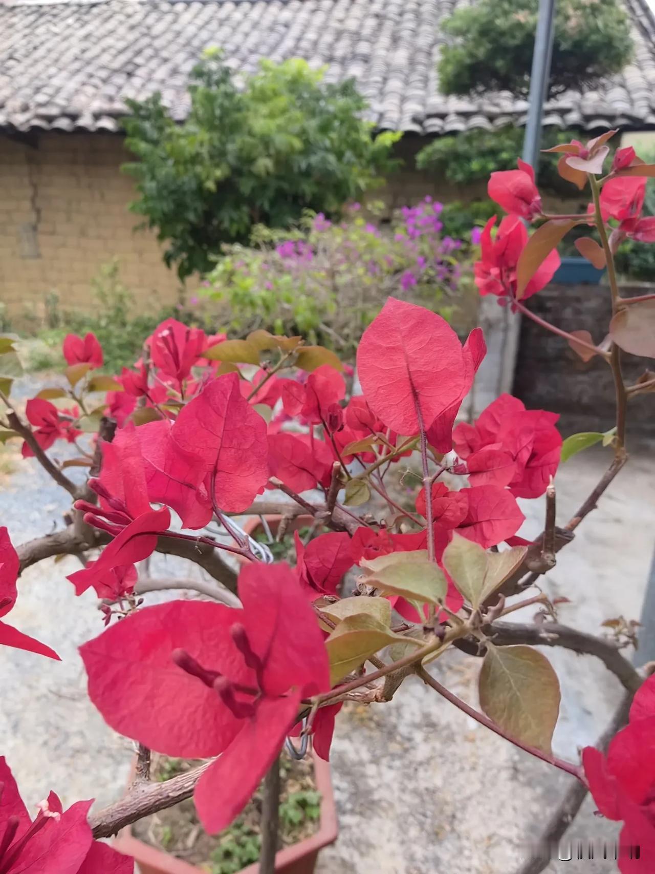 三角梅花如朱红，鲜艳夺目