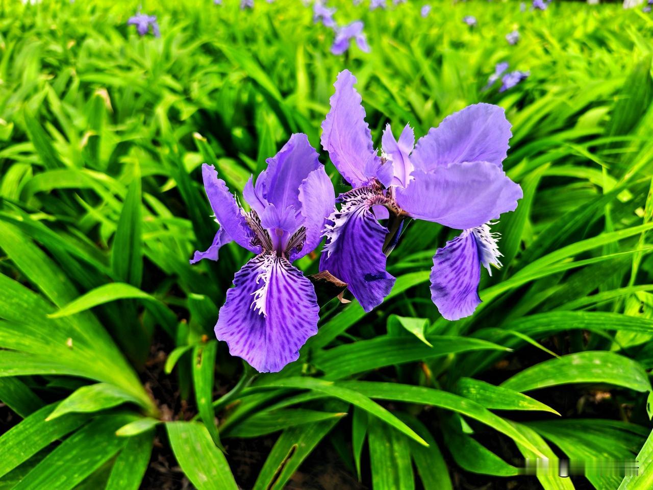 紫花映碧草，芳菲满径香。