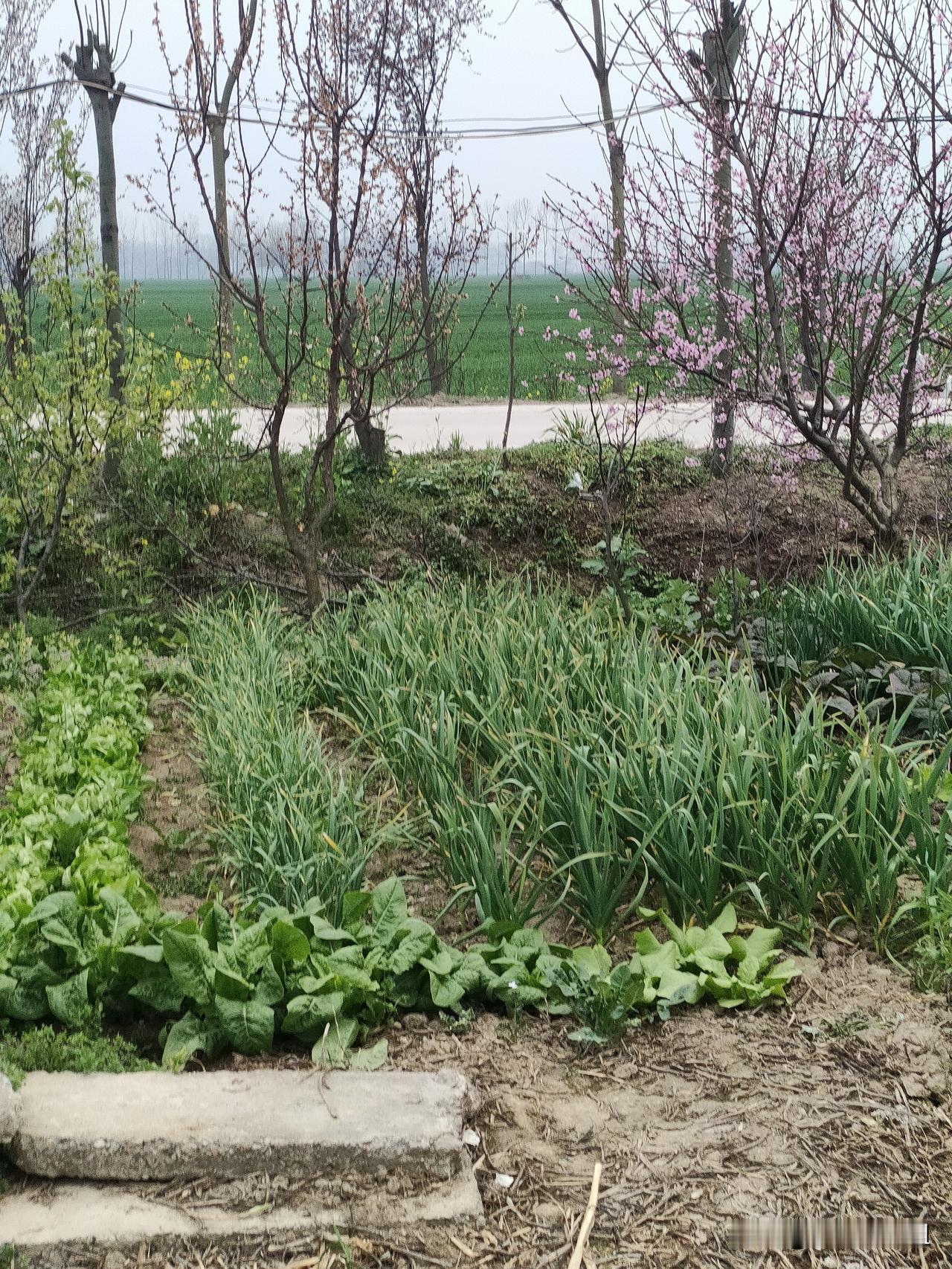春风的脚步真快。
天天在家里手工剥花生种子，忙的还没来得及出门看一眼，今天去菜园