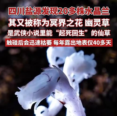7月14日，四川凉山盐源县小高山松林里，20多株水晶兰像约好似的集体探头。别忙着
