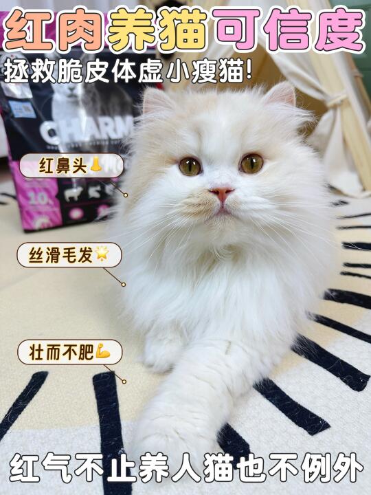 猫咪吃红肉猫粮！是真的能长肉补气血！