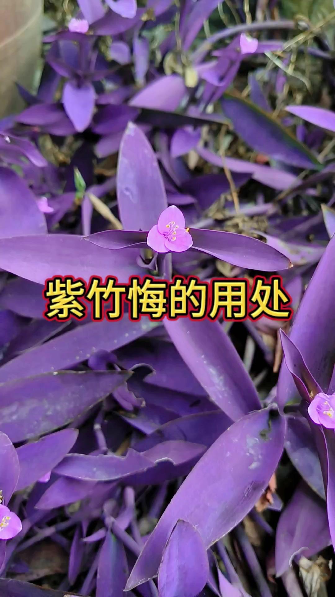 听老一辈人说紫竹梅不只是观赏花卉，全身上下都是宝，还有不少实用妙用。