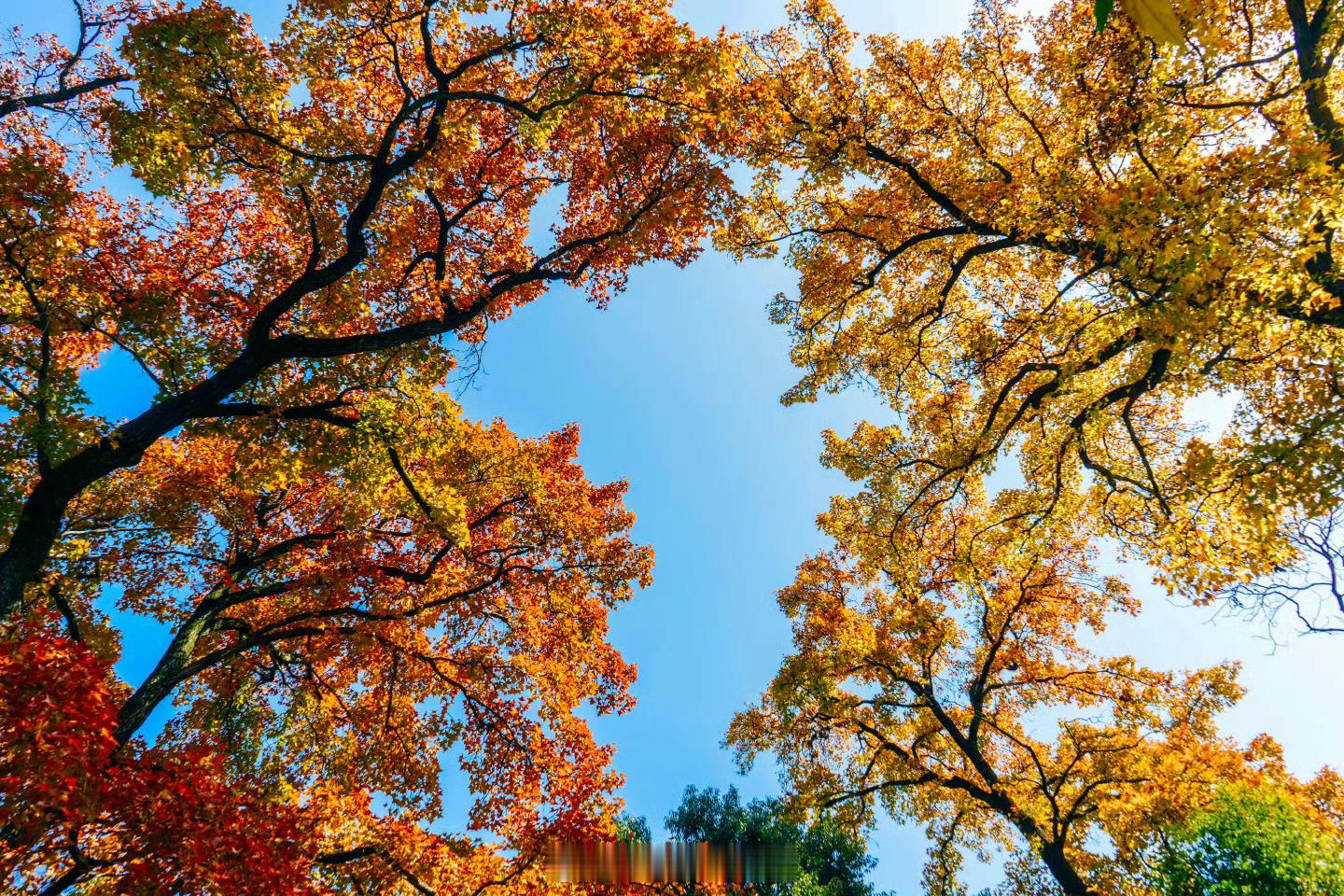 又是一年天平山的秋！ 漫山红枫层层叠叠，从山麓铺向云端，风过处，红叶如蝶翼蹁跹，