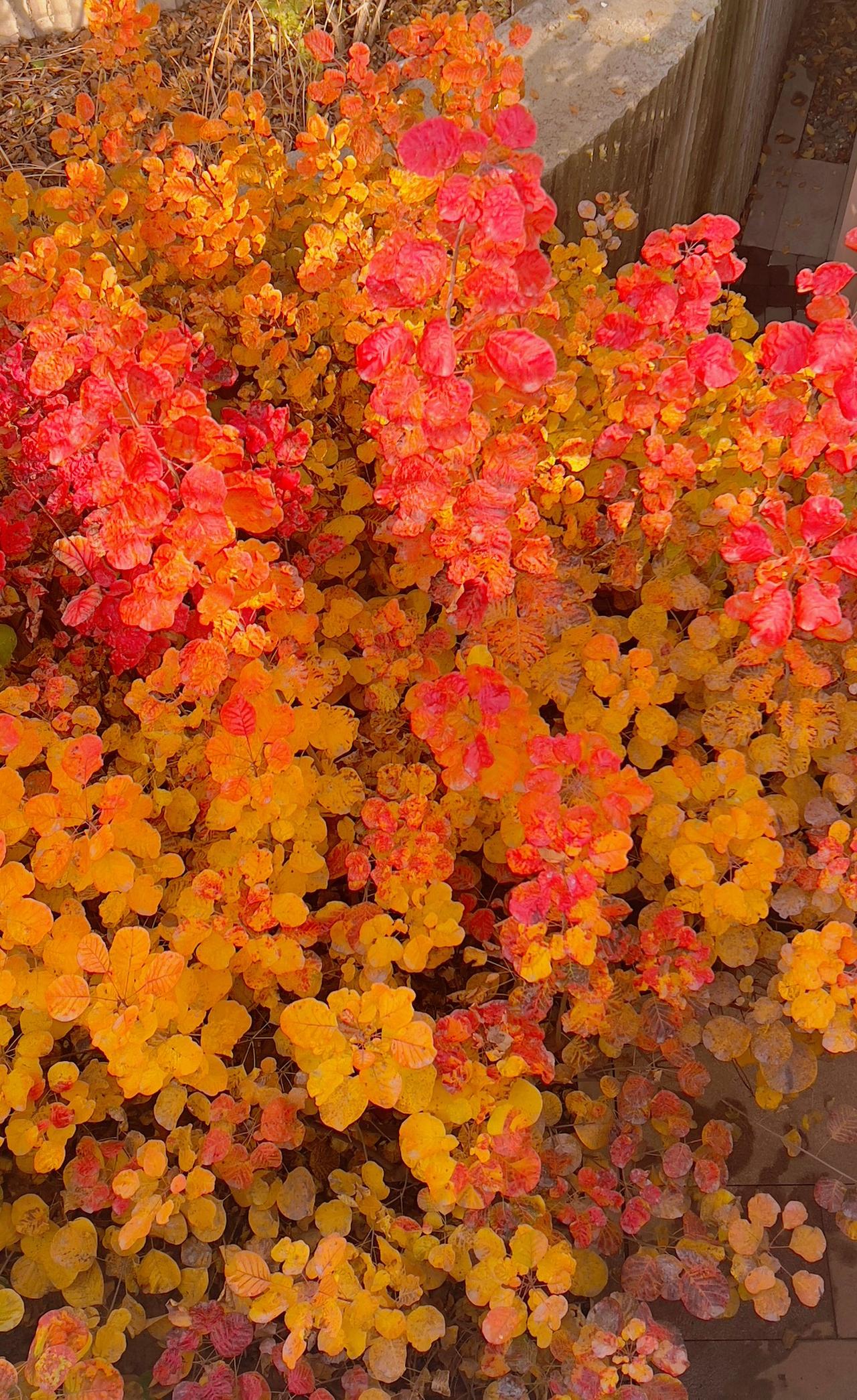 晒一张最美的红树叶