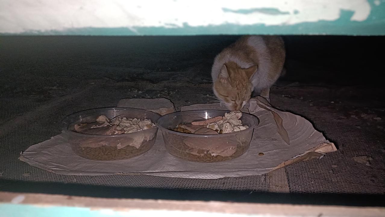 今晚去喂流浪猫，破天荒看到第一处投喂点居然有猫粮没吃完，若下次还有剩余，那我就减