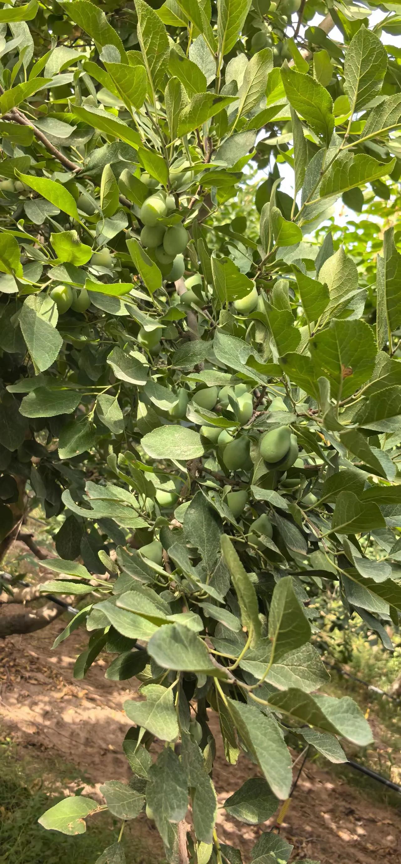 西梅红果病重在预防，一旦得了很难治疗
​最佳的方式
①清园。分两次，下果后落叶前