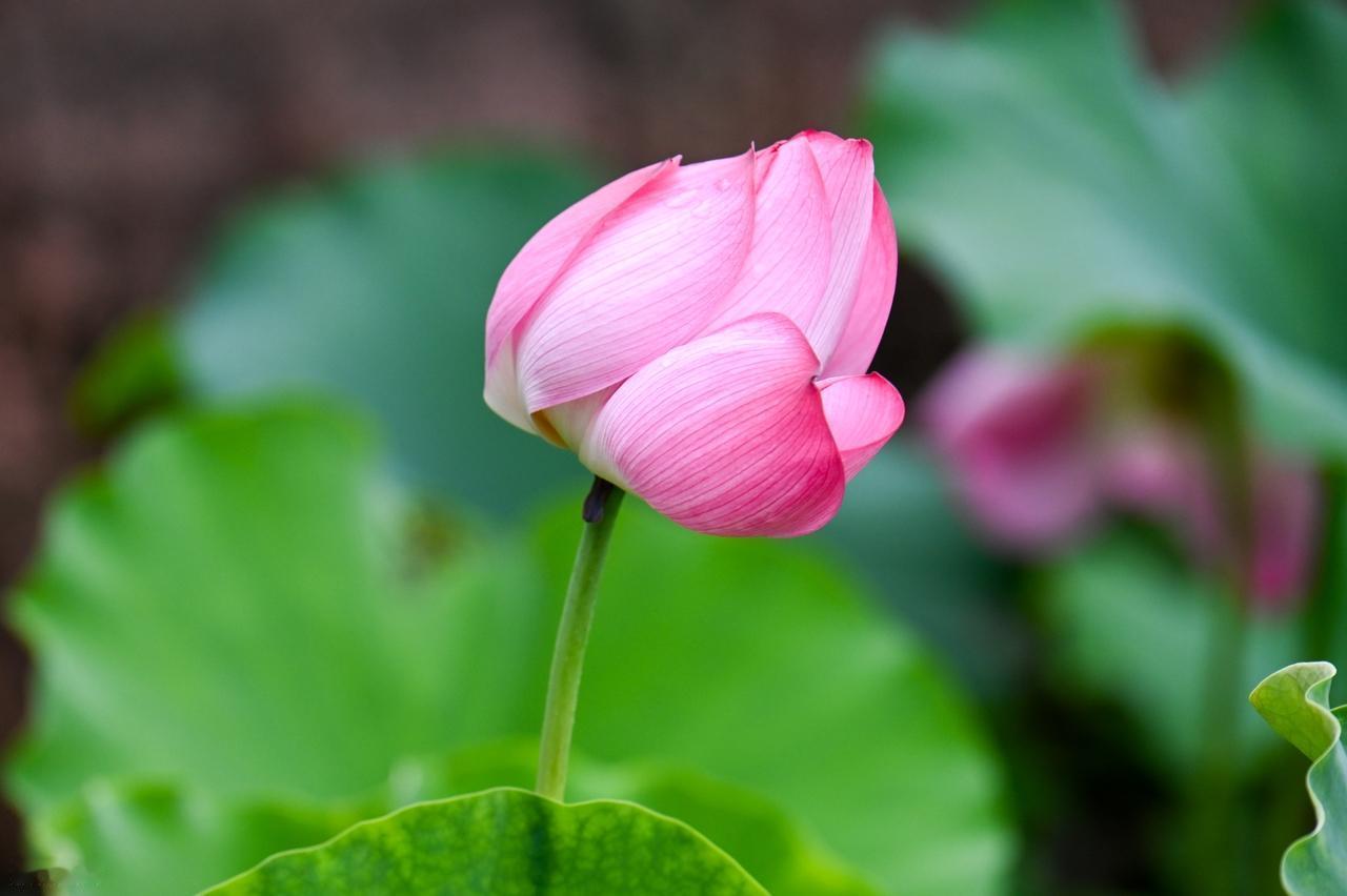 人生难免会遇到波折和磨难，对于生活中的诸多不如意，不要心怀怨恨、愤愤不平，也不必