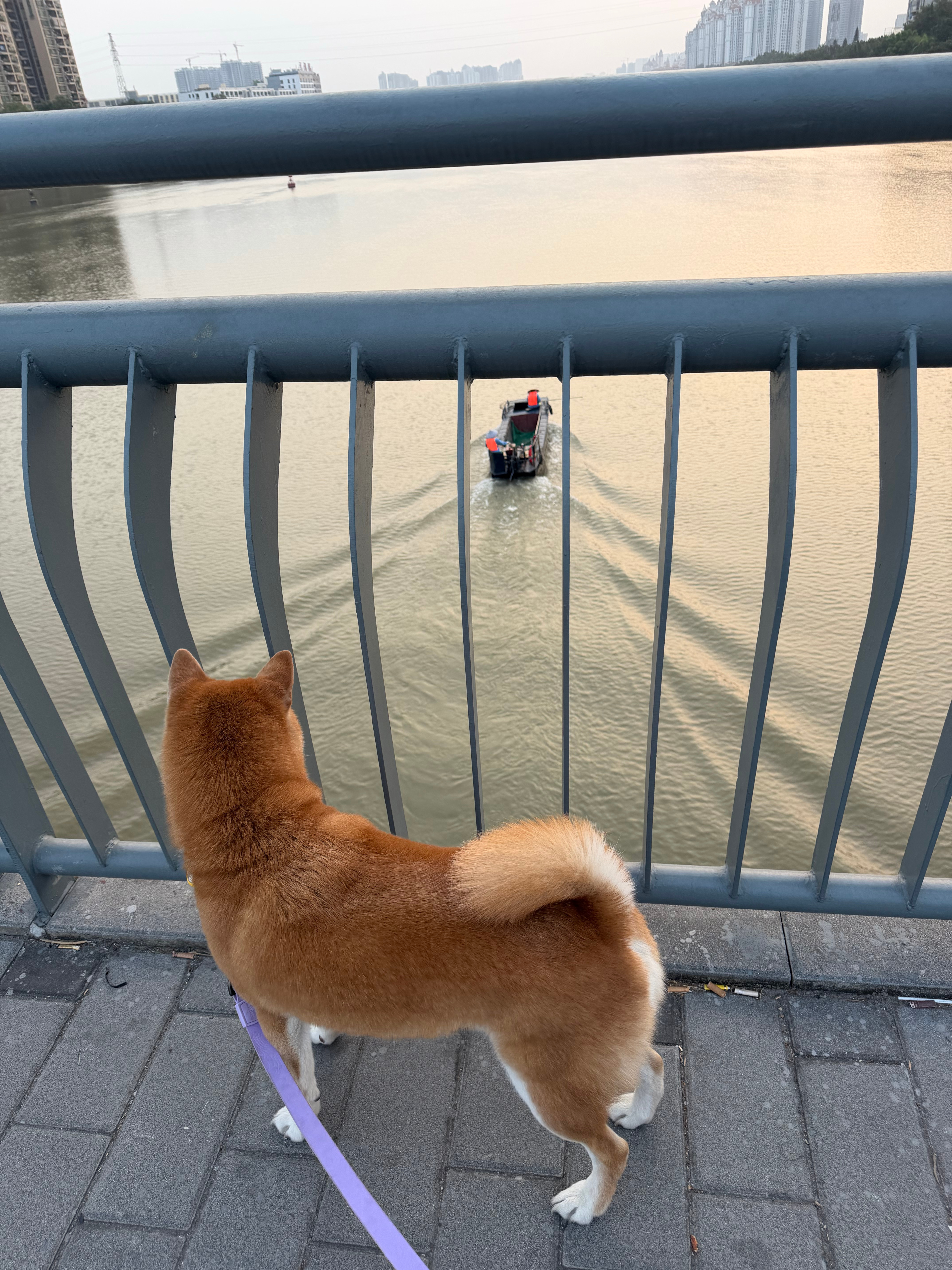 6 岁了，一点没成熟 