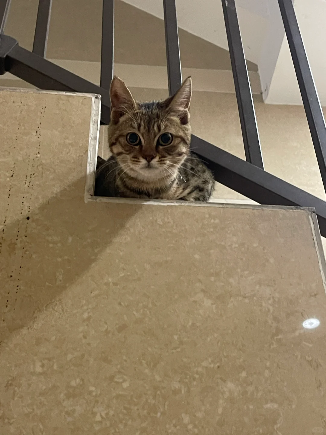下班偶遇小可爱😍