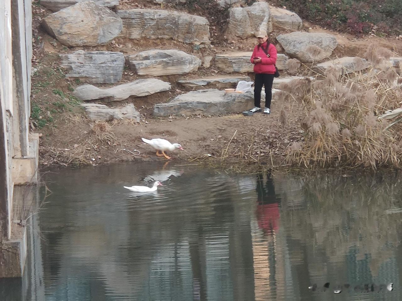 宠物鸭放生之后，主人每天过来投喂，只要主人站在岸边:“鸭！鸭！鸭！鸭！”的一叫，