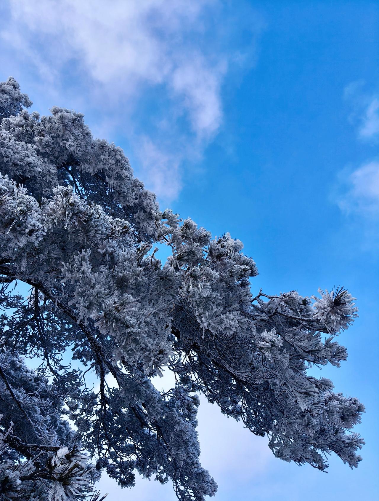 去看场冬日的雪❄️
下雪啦随手拍天气雪景随手拍美景身边的风景雾凇雾凇超话杭州·百