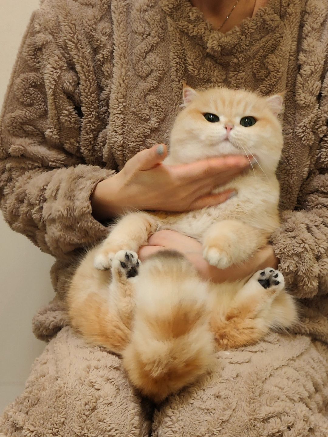 猫猫我呀，很柔软捏