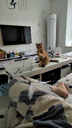 这家大橘纯属没事找事欠嗖嗖！
拎着小逗猫棒咔咔就揍主人大腿，一下不行两下，两下不