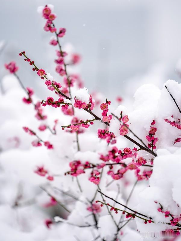 上联，雪花本是天上客，求下联？
上联：雪花本是天上客，我出下联：寒梅原为世间仙