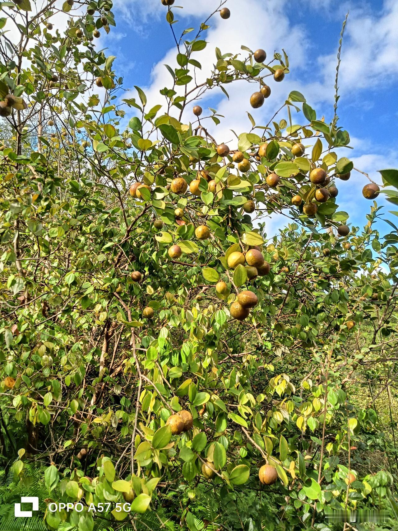 每年摘茶子总有意外事情发生，前天邻居的女婿就是搞茶子把腰都给摔伤了。而昨天一邻居