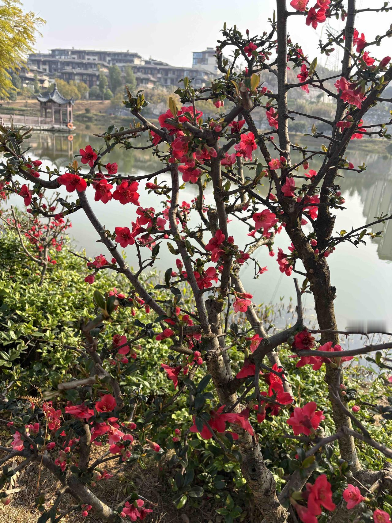 天南地北大拜年