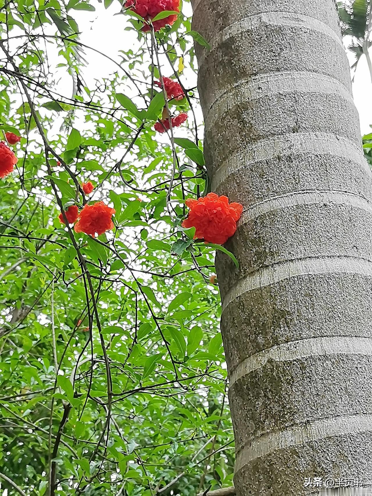春暖了，花也开了。
风中摇曳的石榴花，
红红火火的，看着就让人心里欢喜。
日子也
