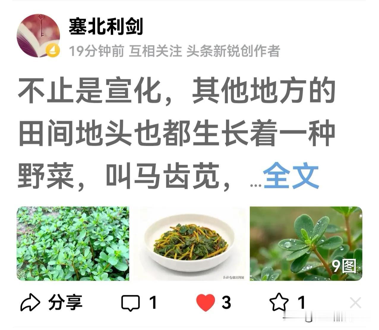 这是一种好野菜，也叫“晒不死”，原因就是你文中所讲的那个传奇故事。这种野菜不仅可