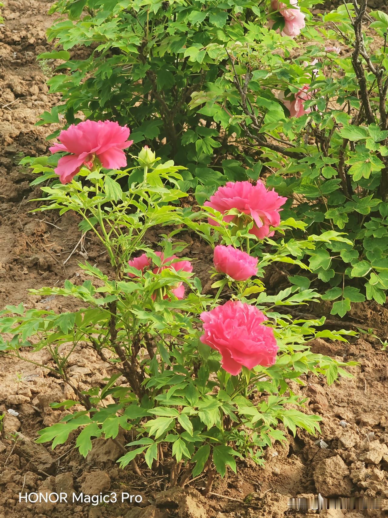 2026高考倒计时：54天，写给正在努力拼搏的你
       今天是2026年