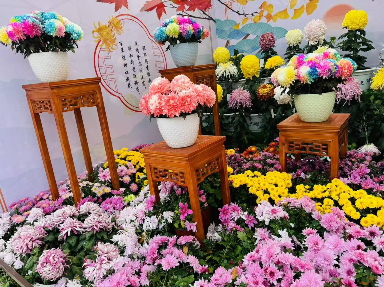 菊花展 开封龙亭的菊花展，确实盛大，盆栽很好看，品类繁多。