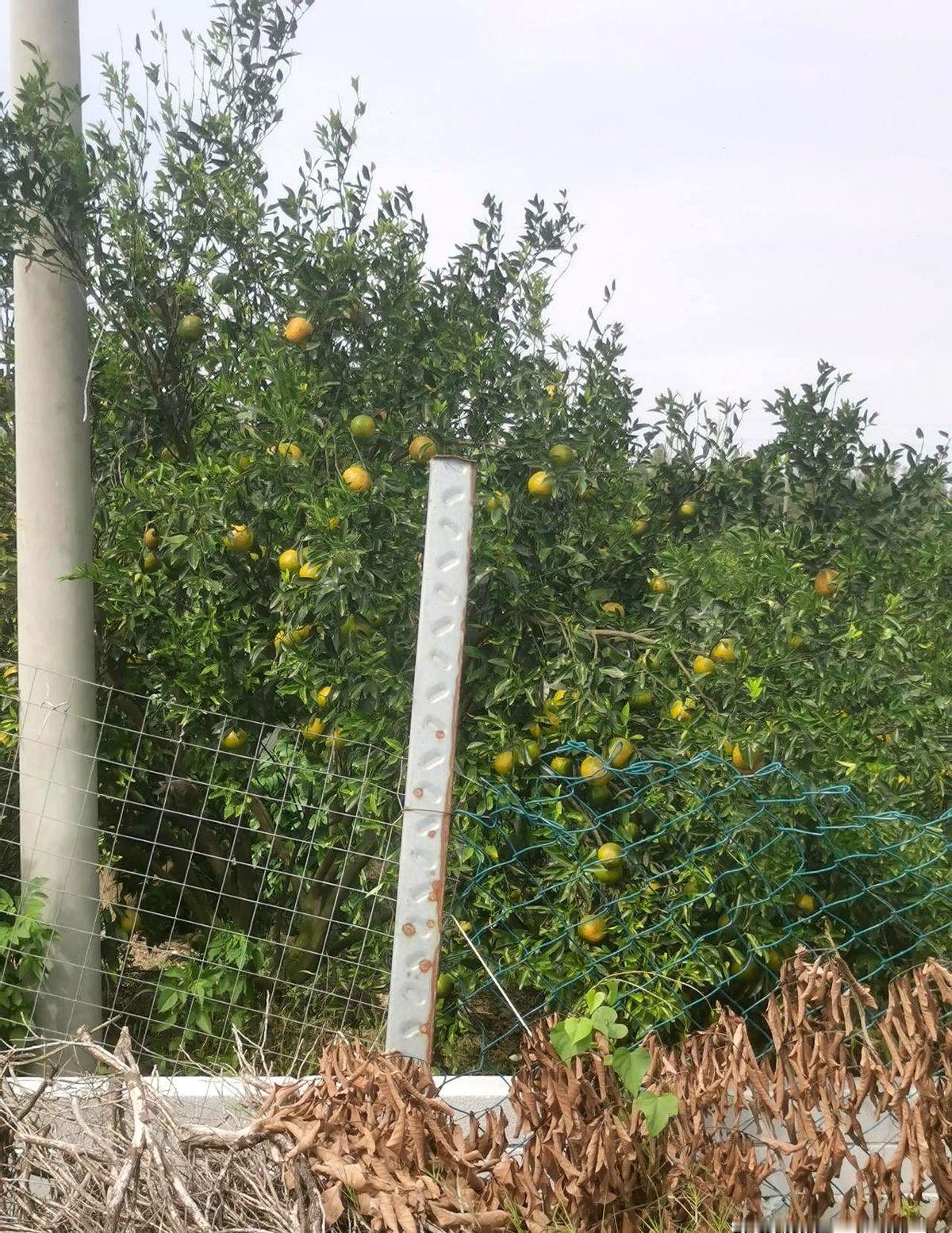 我在江门新会，我从湖南来到这里电气改造，发现好多的橘子。
我忍不住摘了一个，剥开