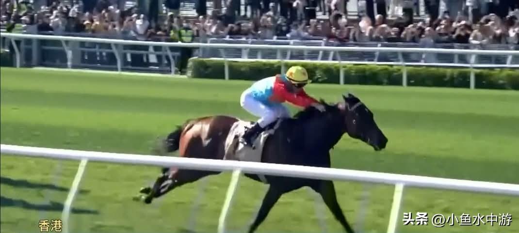 今年的生肖代表是马，马的特质有力量、速度与勇往直前，这些全都具体而微地体现在香港