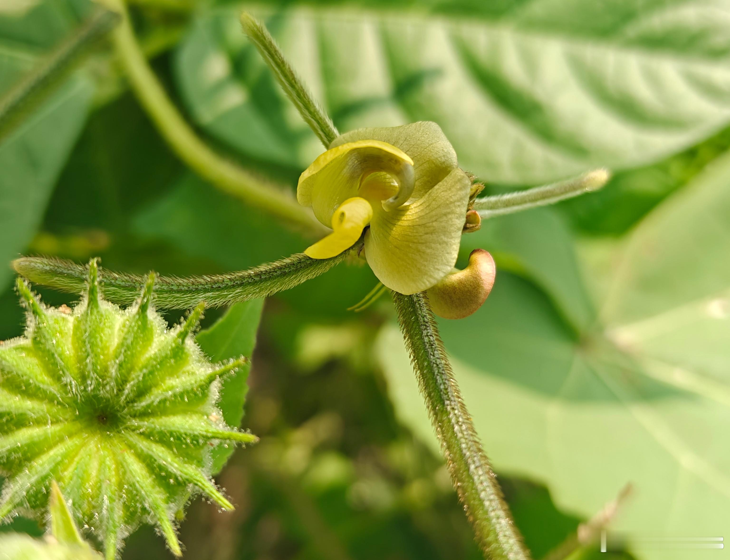 赏花拍花， 快乐无限好无限暖暖遇见美好随手拍
