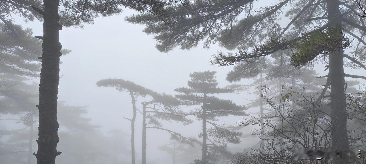 美到令人窒息的黄山，不来一次终身遗憾（一）
二十年前，我到带着教育系统的劳模先进