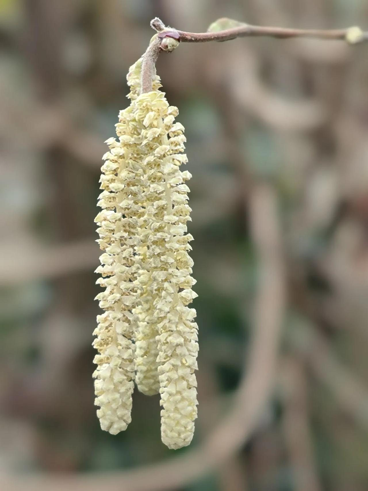 飞流直下三千尺，己是春柳吐芽时。