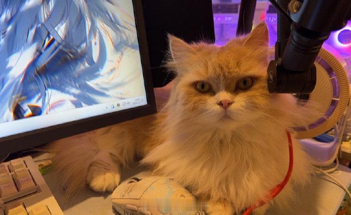 谁能抵抗被哈基米这样盯着呀 好可爱呀竞浪大会 2025PEL