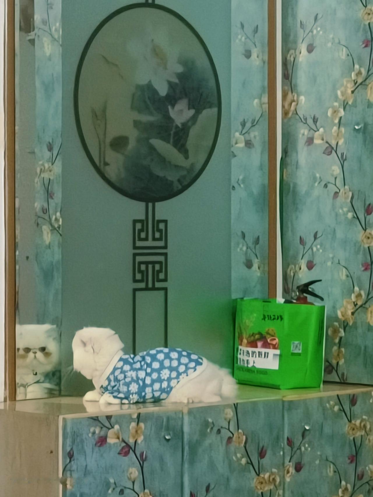 我儿子的新媳妇。
来我家借配的小猫。
美女都一样，就是爱照镜子
心里想，我怎么这