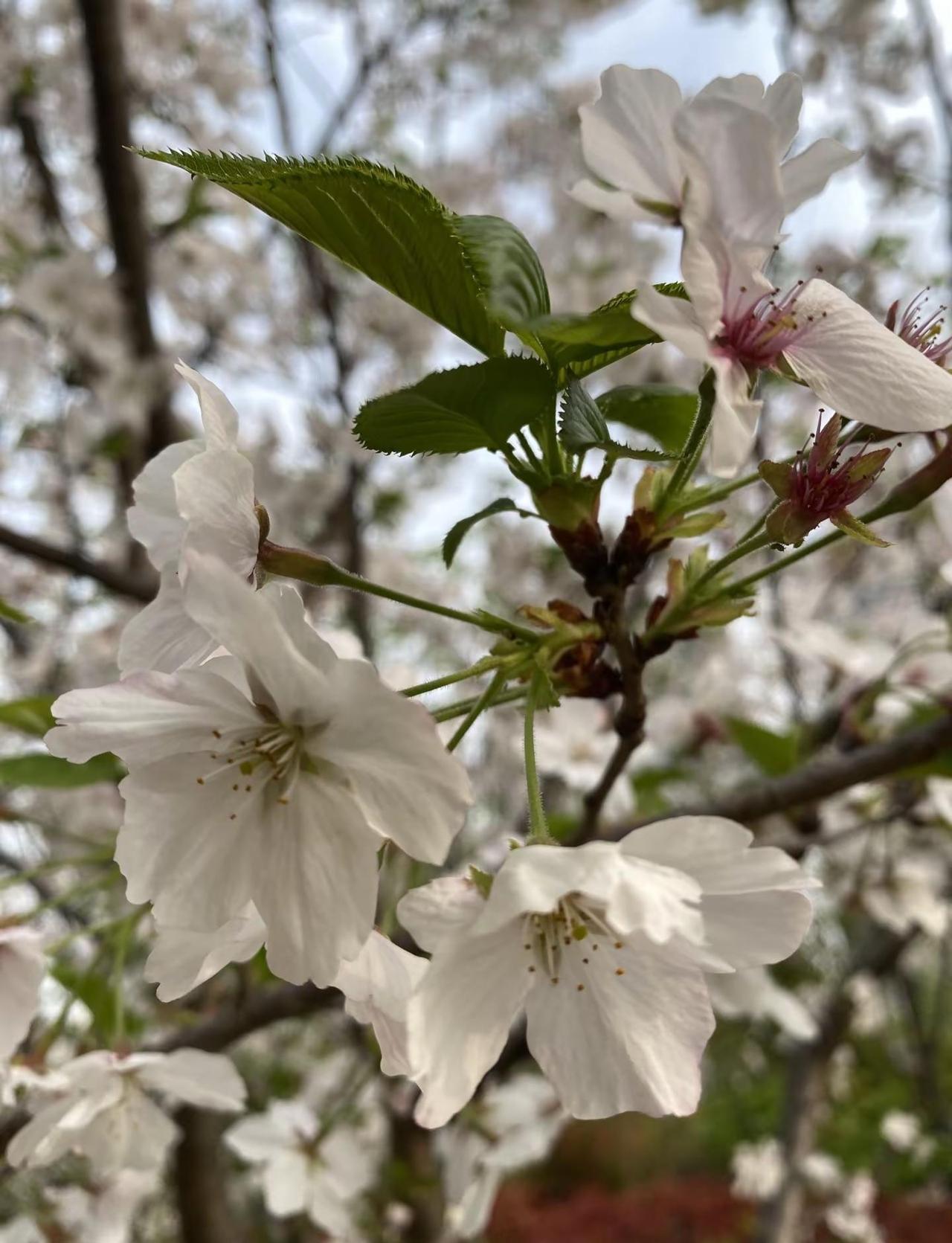 春天也是雨季多，基本上都在下雨…..Lockeluo @🐫Locke Luo