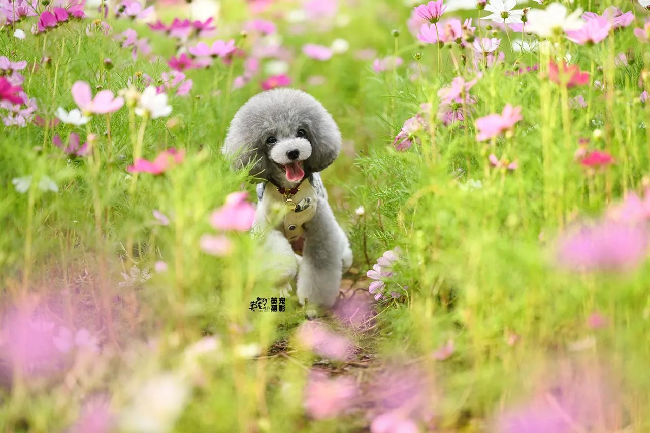 这样的小可爱你竟然有三只？😍
【长沙拍摄】