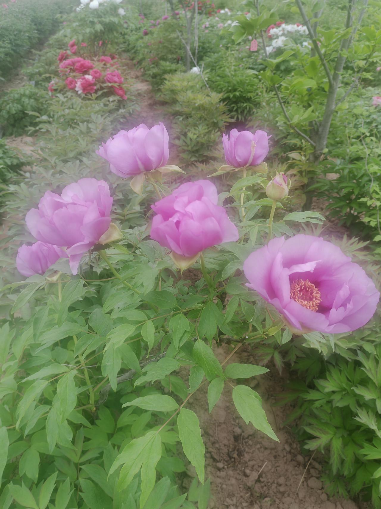 随手拍下五颜六色花朵暮春的牡丹园里，几株淡紫牡丹开得正好。有的半绽如含露的花苞，