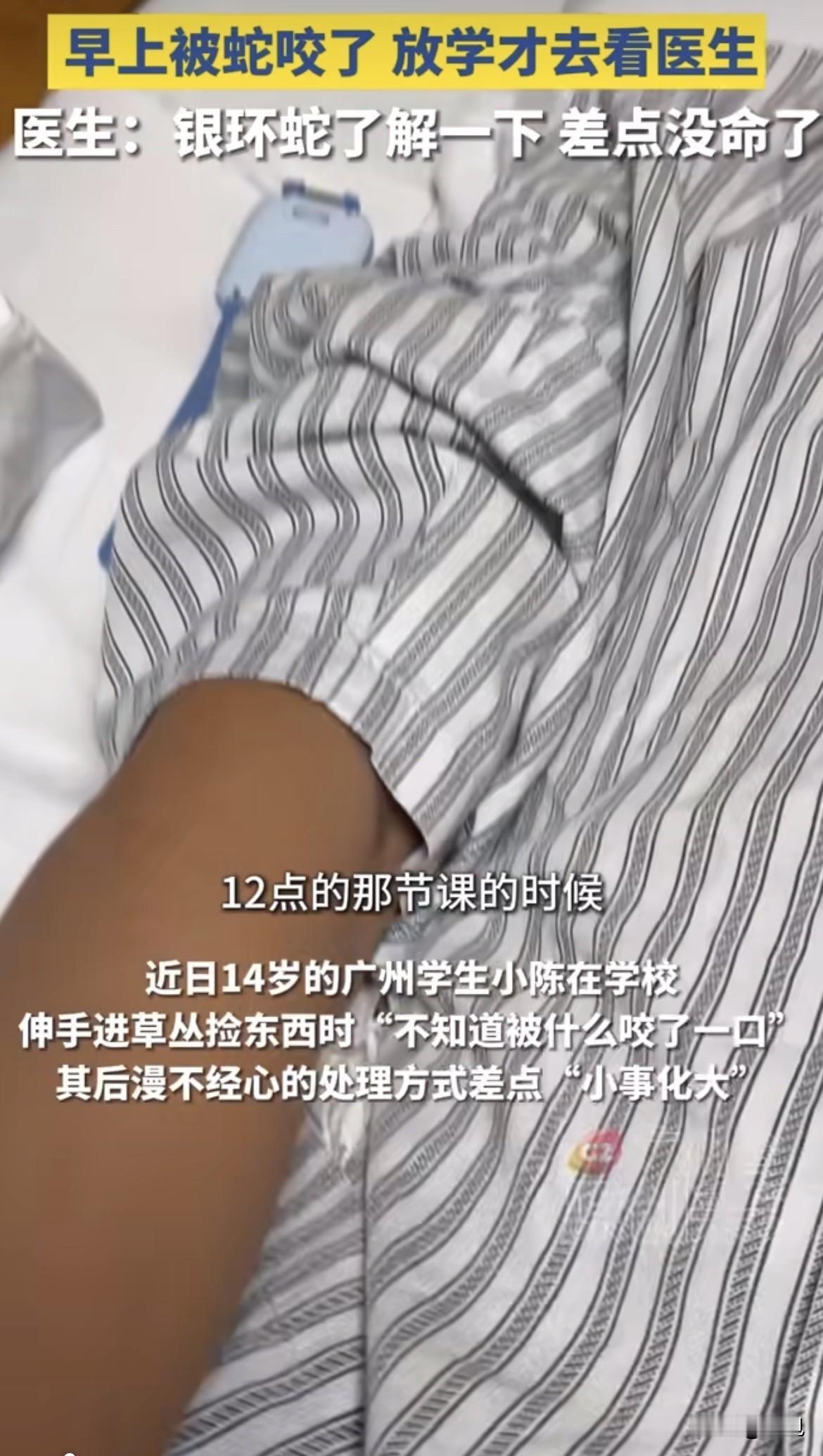 前几天，广州14岁的小陈在学校草丛里伸手捡东西，手臂突然被什么东西咬了一口。
